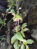 Image of Euonymus echinatus Wall.