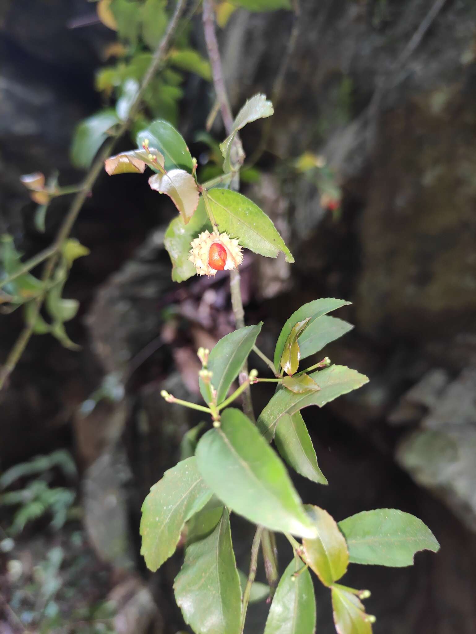 Image of Euonymus echinatus Wall.