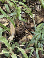 Image of Collared Nightjar