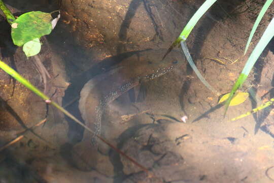 Image of Small snakehead