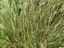 Image de Carex filifolia var. filifolia