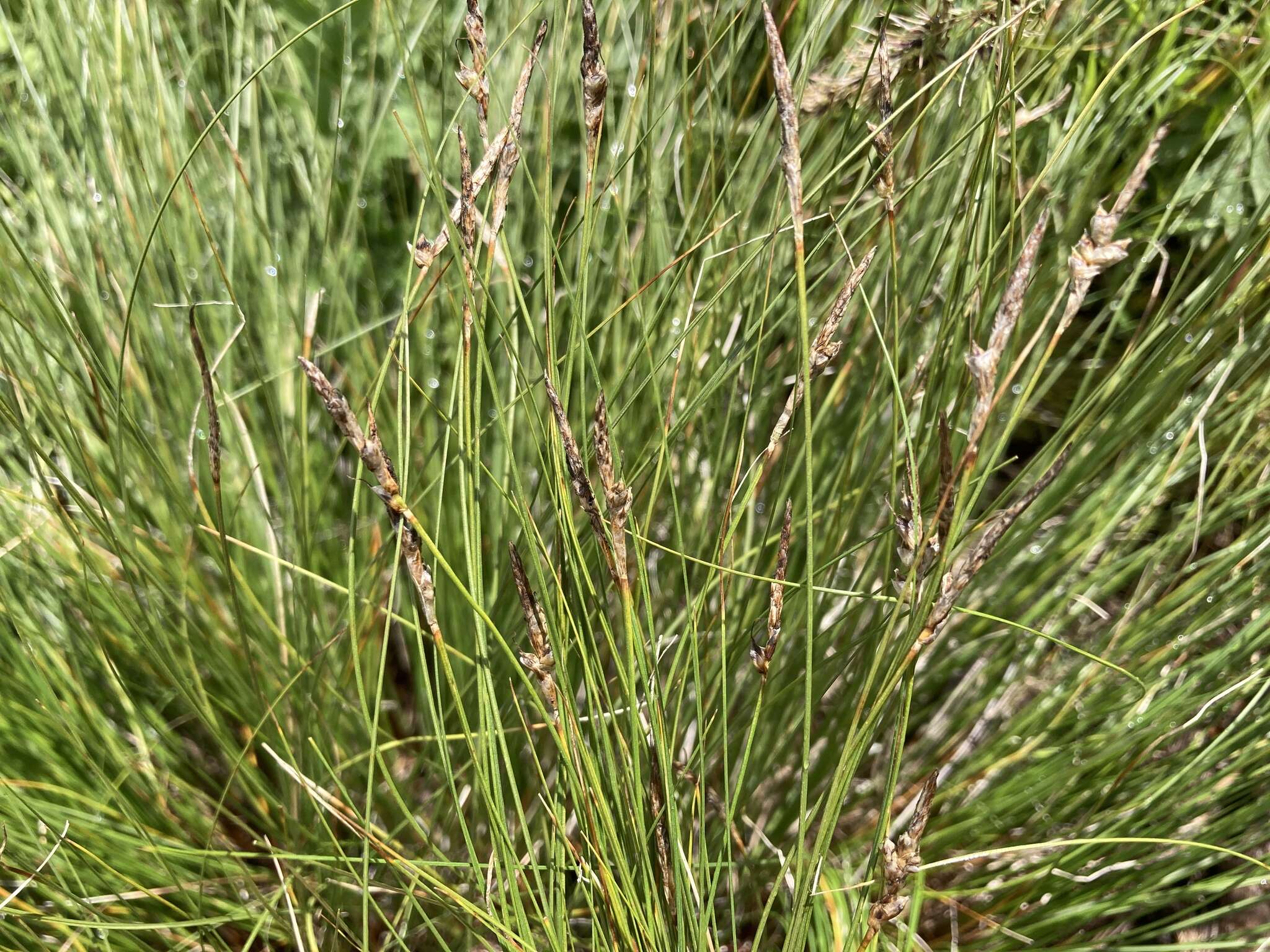 Plancia ëd Carex filifolia var. filifolia