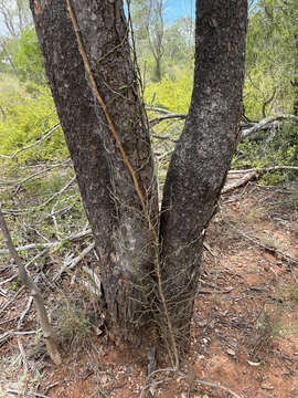 Image of Flindersia dissosperma (F. Müll.) Domin