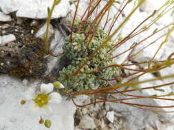 Sivun Saxifraga caesia L. kuva