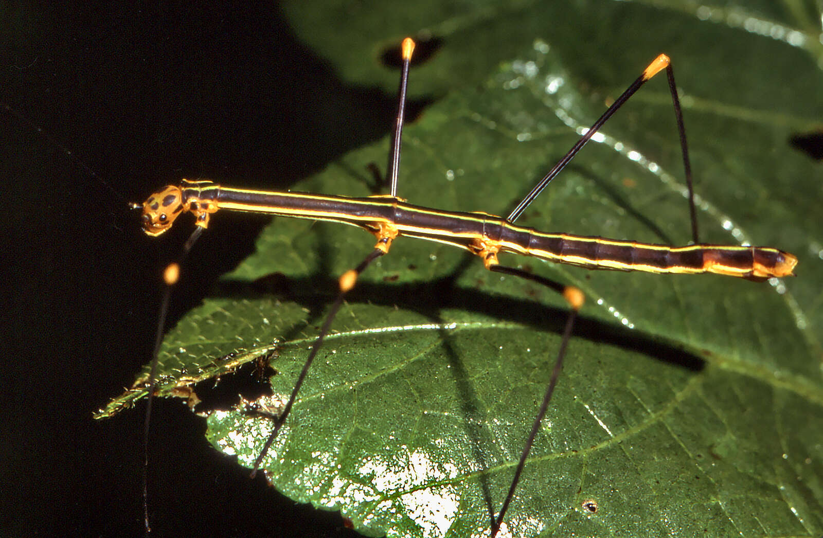 صورة Oreophoetes peruana (Saussure 1868)