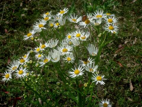 Image of Senecio bonariensis Hook. & Arn.