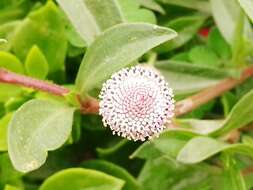 Spilanthes leiocarpa DC.的圖片