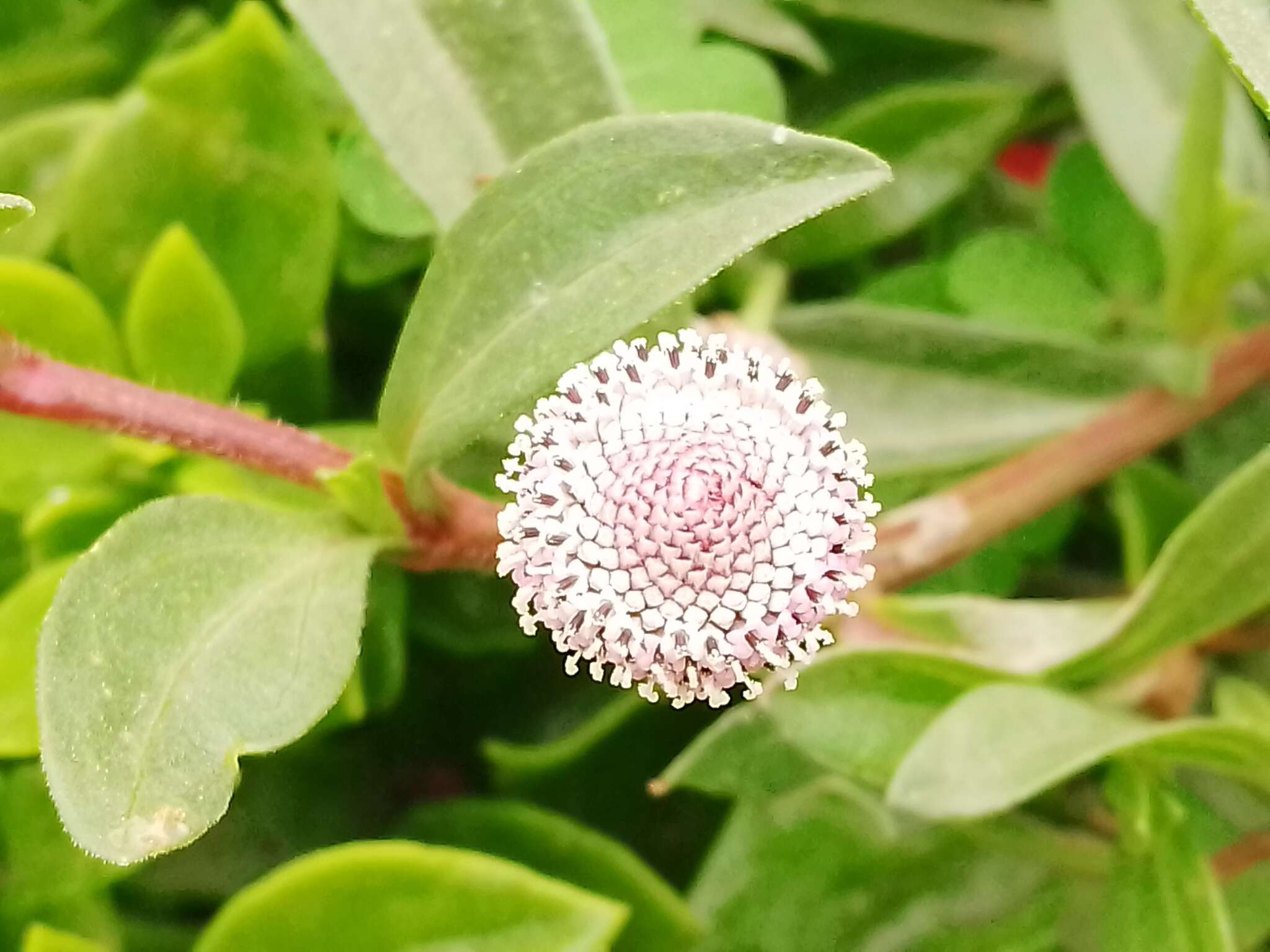 Image of Spilanthes leiocarpa DC.