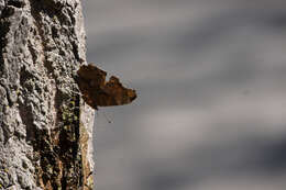 Image of Eastern Comma