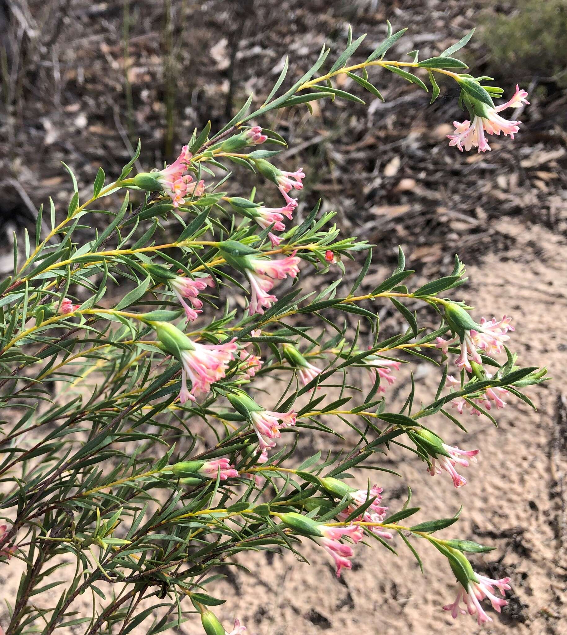 Image of Pimelea stricta Meissn.