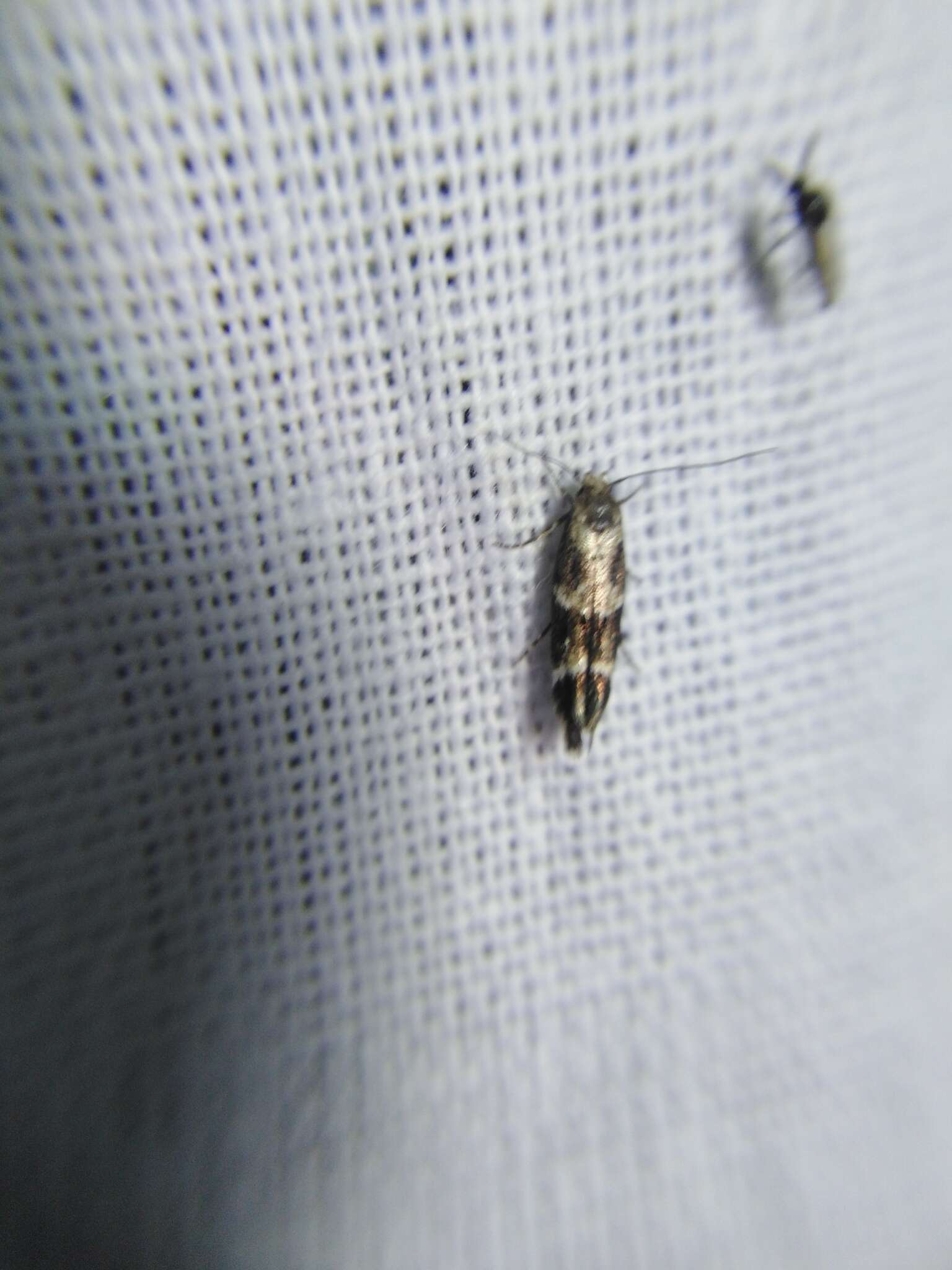 Image of Mompha sturnipenella