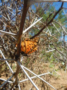 صورة <i>Charaxes <i>jahlusa</i></i> jahlusa