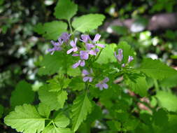 Plancia ëd Cardamine chelidonia L.