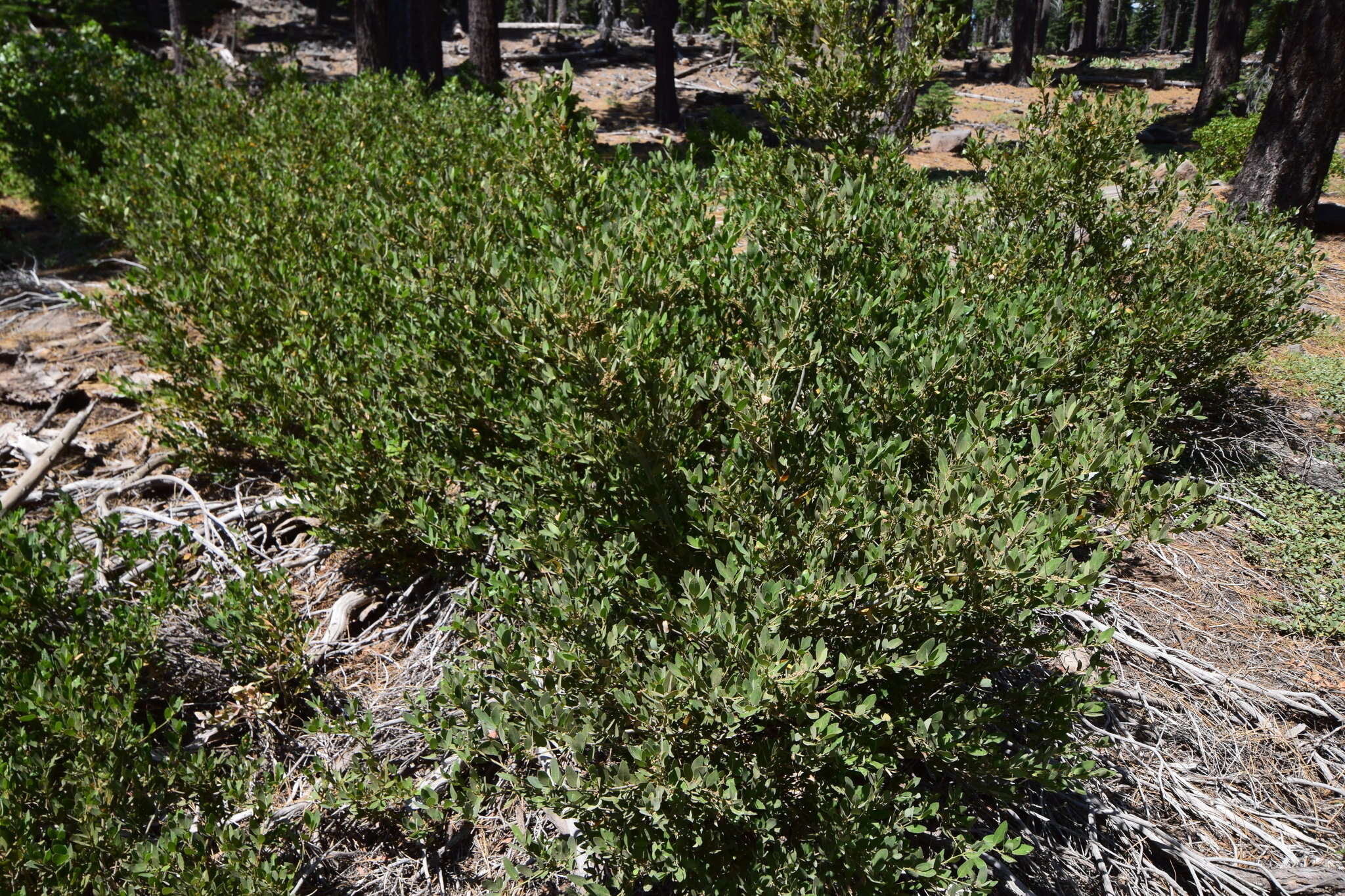 Image of Huckleberry Oak