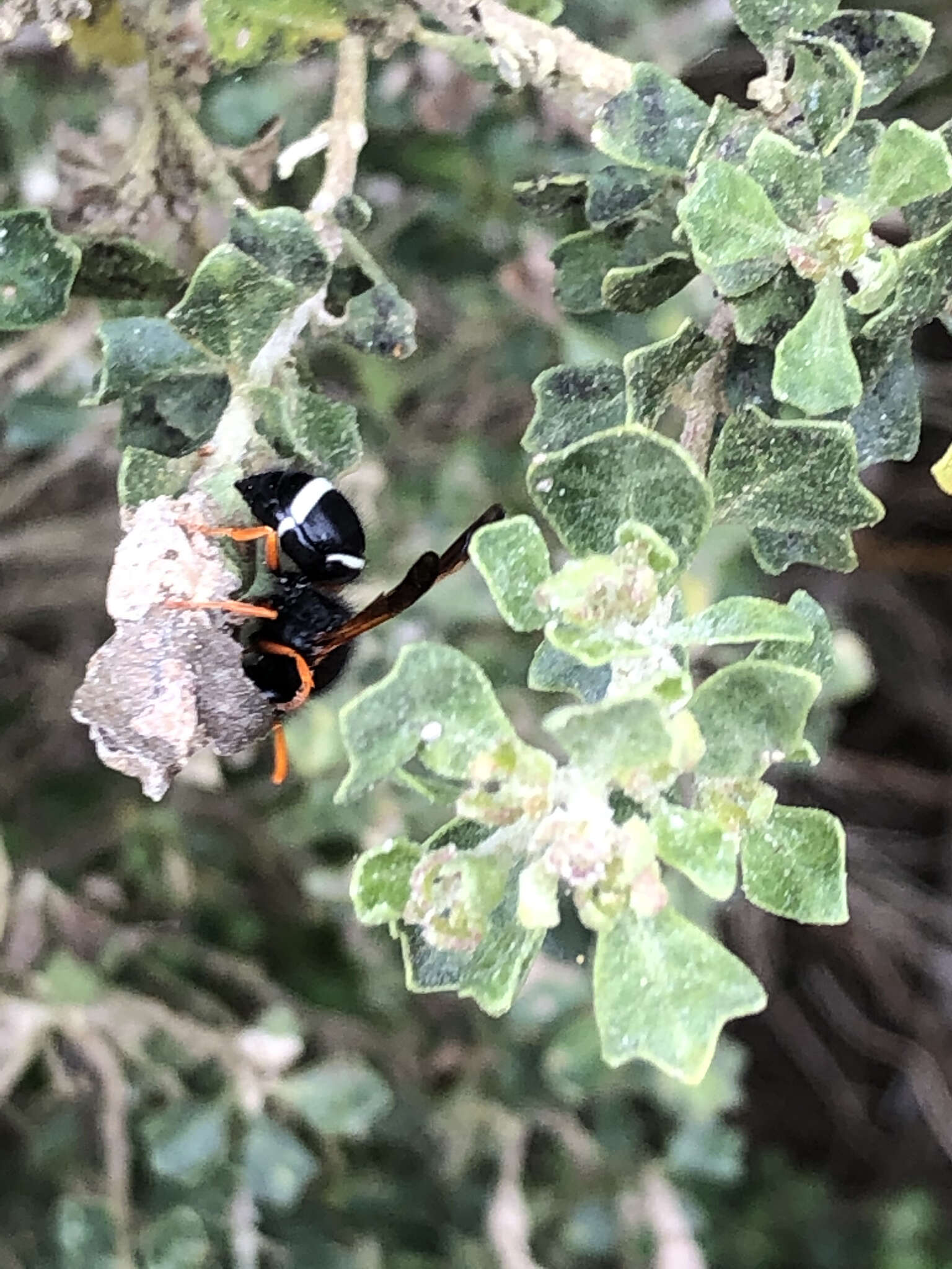 Plancia ëd Hypodynerus vespiformis (Haliday 1837)