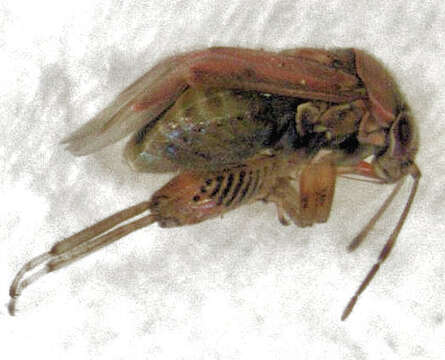 Image of Plant bug