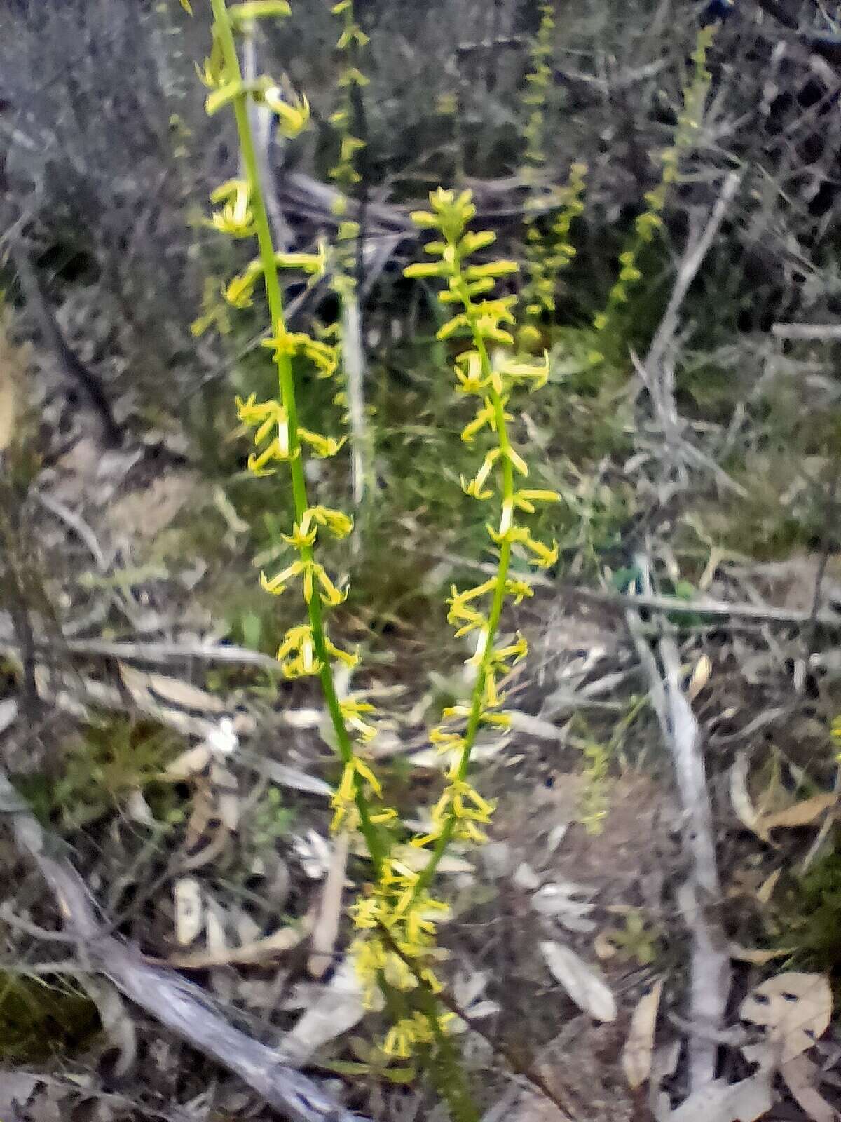 Image of Stackhousia viminea Sm.