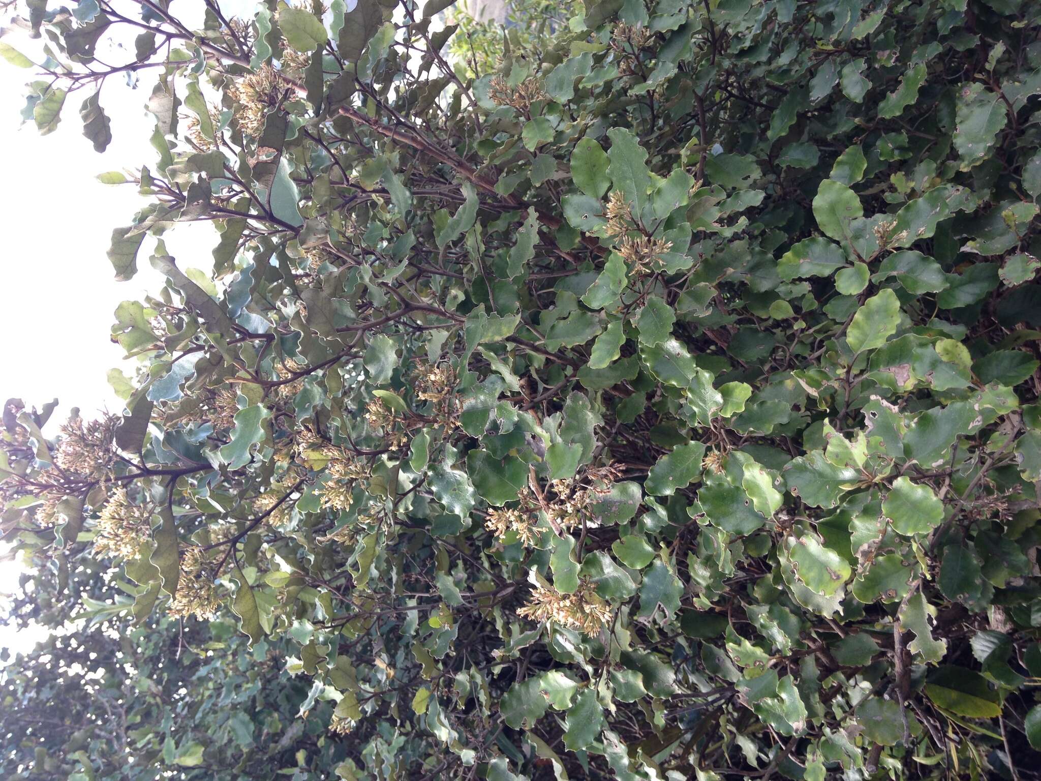 Слика од Olearia paniculata (J. R. & G. Forst.) Druce