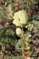 Hylotelephium telephium subsp. ruprechtii (Jalas) H. Ohba resmi