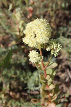 Image of Hylotelephium telephium subsp. ruprechtii (Jalas) H. Ohba