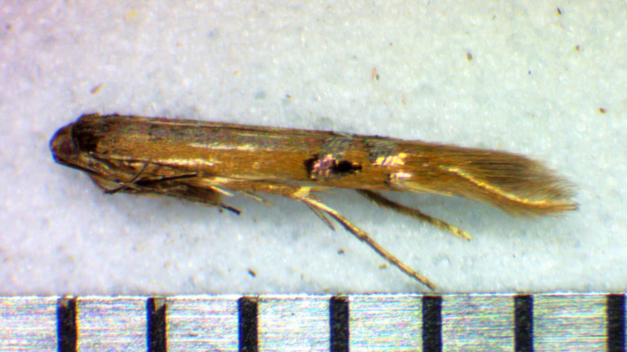 Image of Cosmopterix fernaldella Walsingham 1882