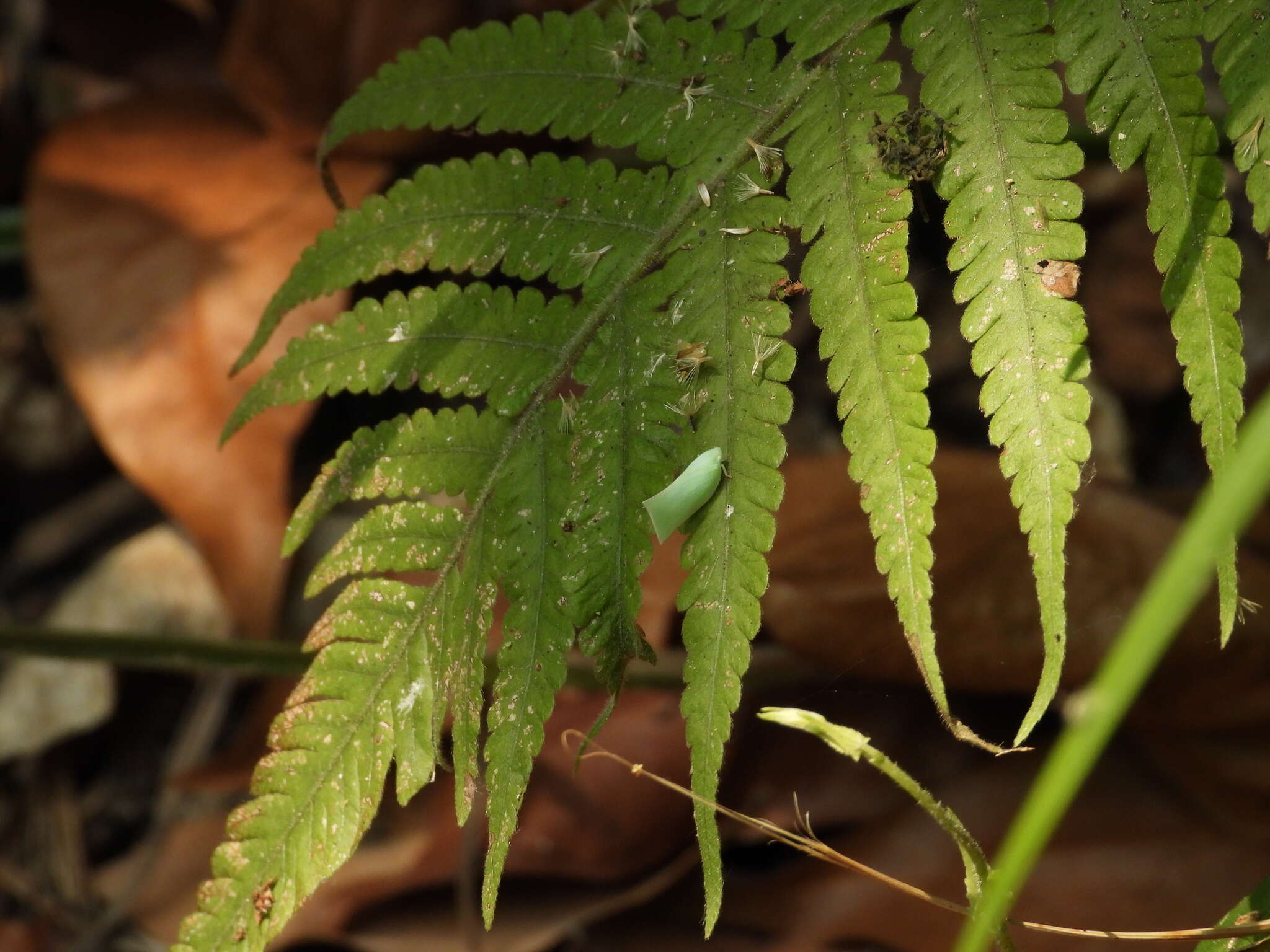 Image of Phylliana alba (Jacobi 1915)