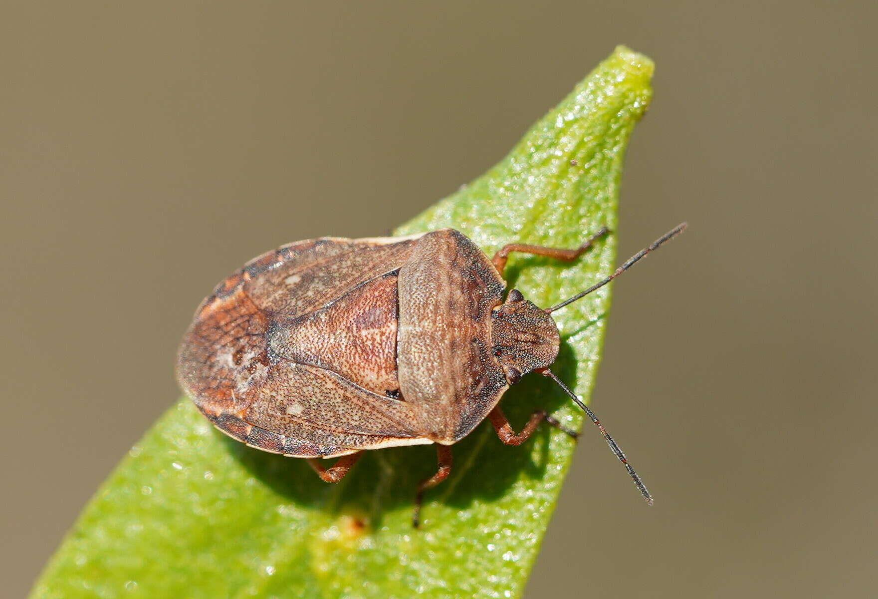 Image of Tholosanus Distant 1899