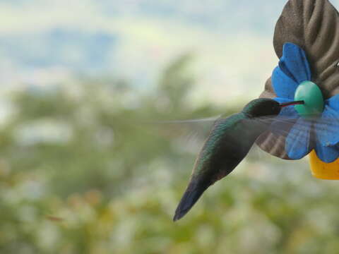 Image of Steely-vented Hummingbird