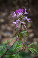 Image of Cleomella serrulata (Pursh) Roalson & J. C. Hall