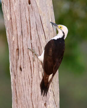 Image of White Woodpecker