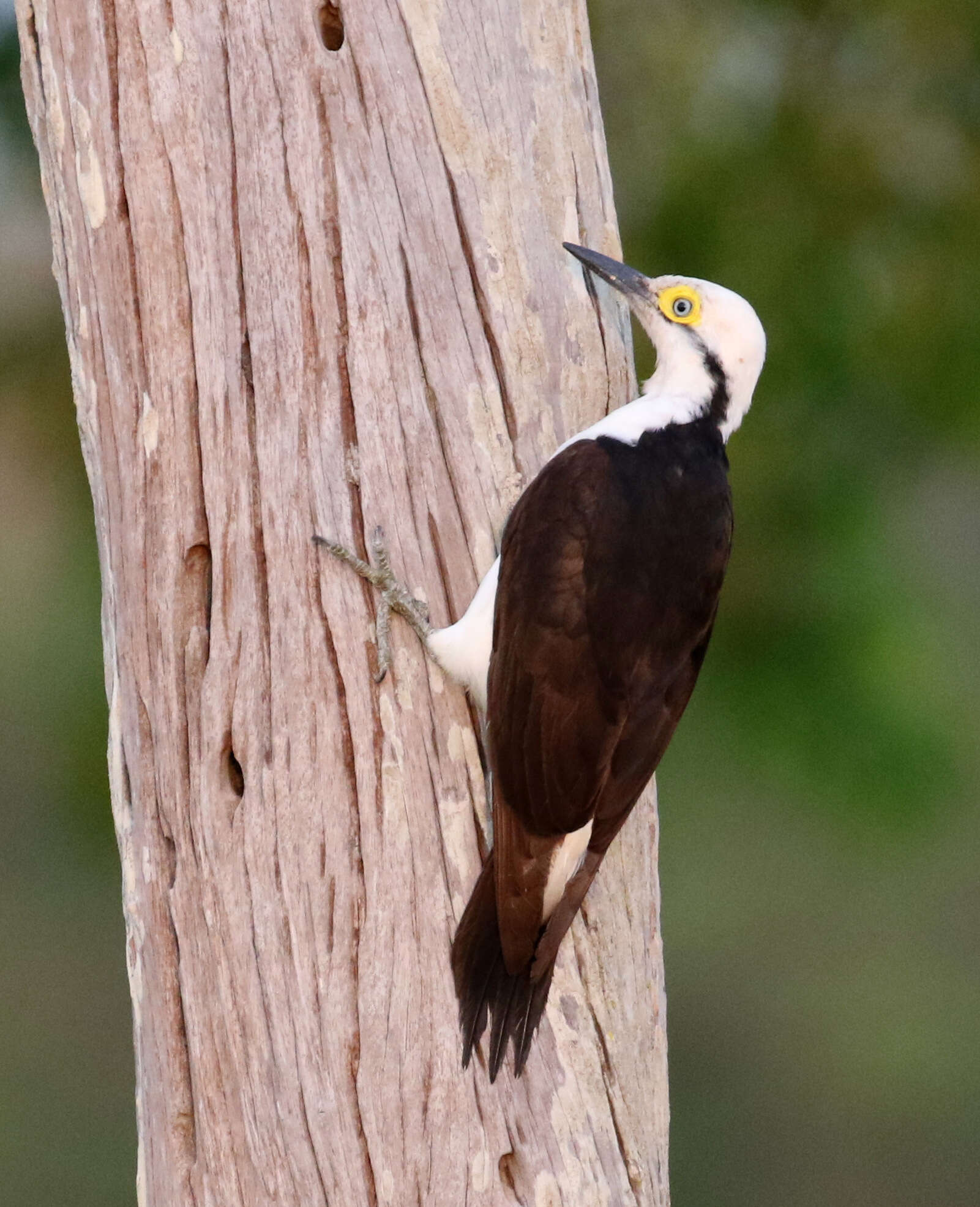 Image of White Woodpecker