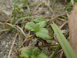 Image de Wollastonia dentata (H. Lév. & Vaniot) Orchard