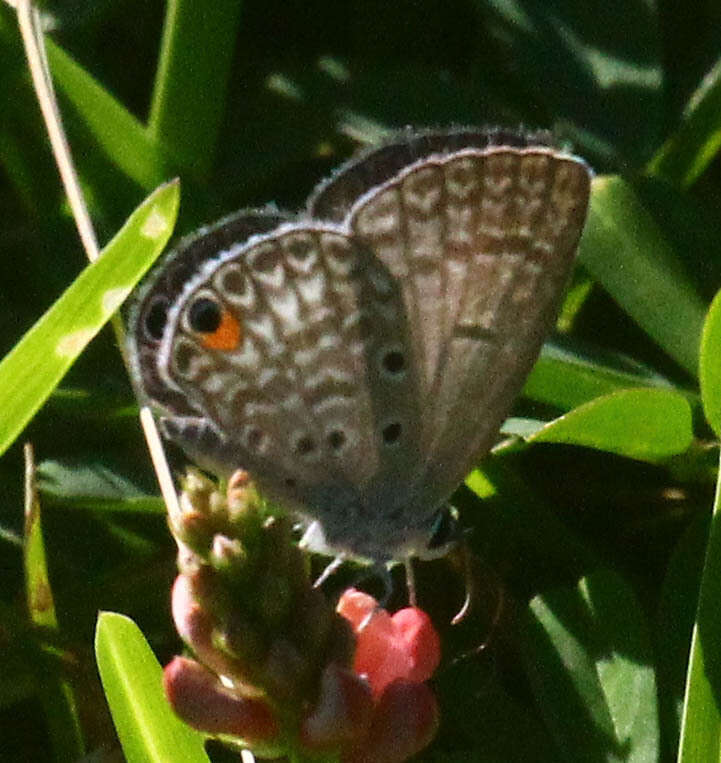 صورة Euchrysops malathana (Boisduval 1833)