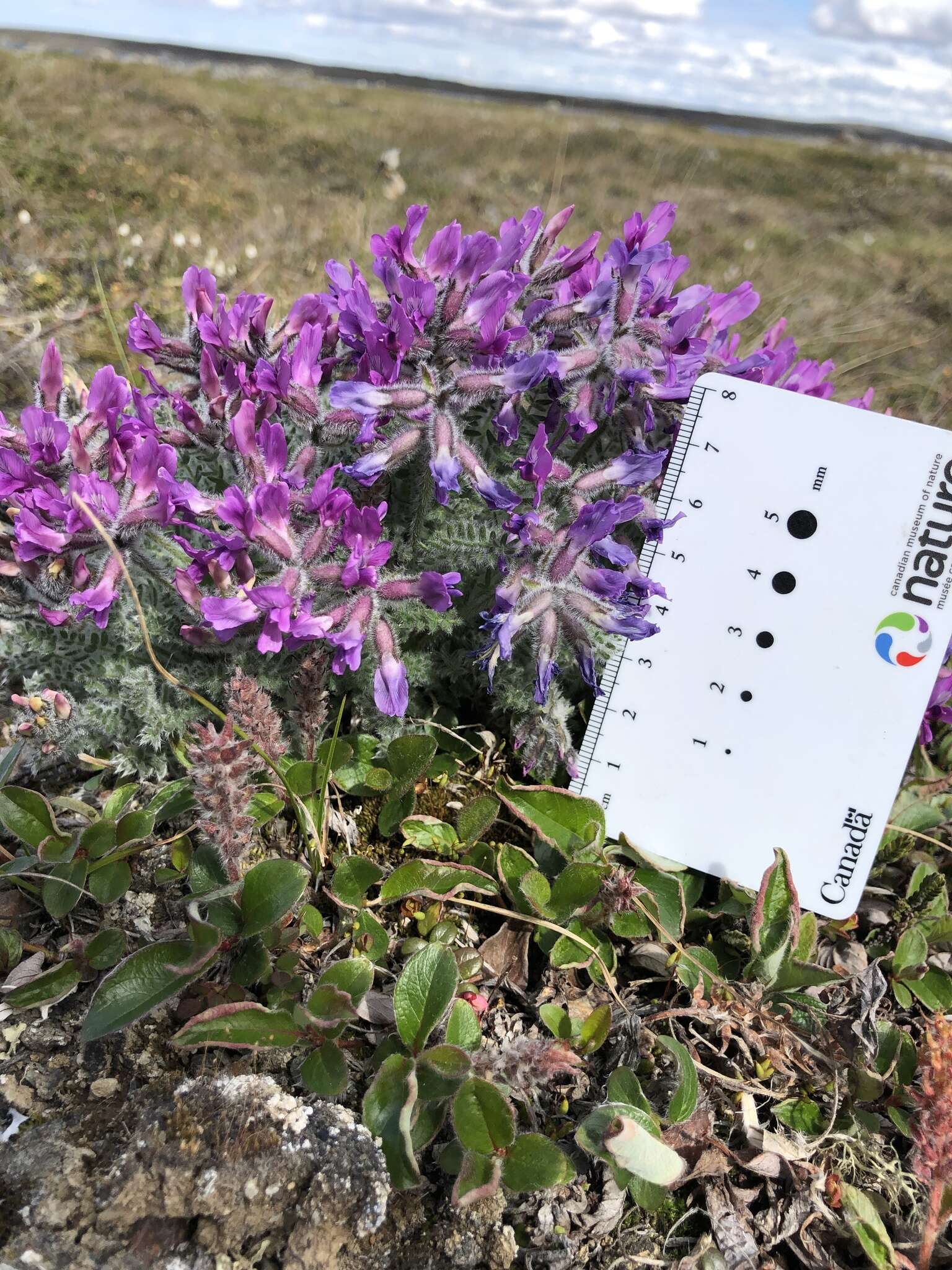 Image of <i>Oxytropis <i>arctica</i></i> var. arctica