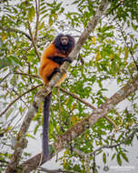 Image of Black-faced Lion Tamarin