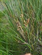 Image of slender bulrush