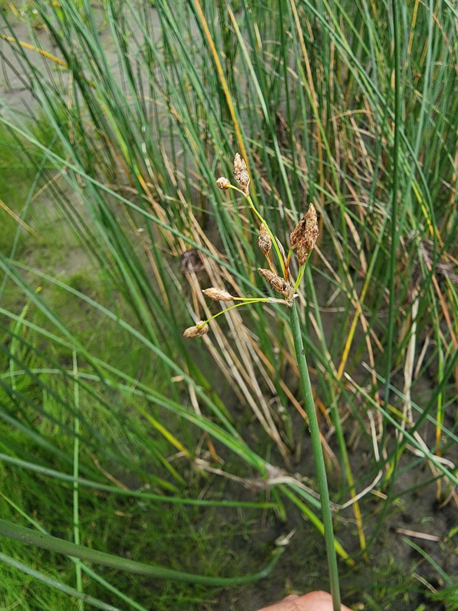 Schoenoplectus heterochaetus (Chase) Soják的圖片