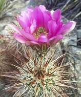 Image of Engelmann's hedgehog cactus