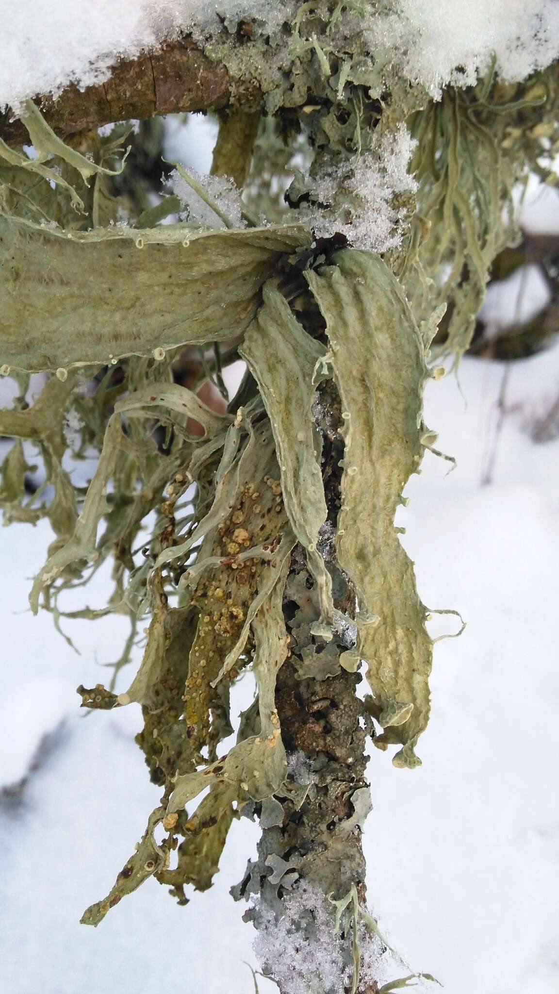 صورة Ramalina fraxinea (L.) Ach.