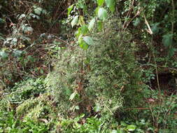 Sivun Coprosma linariifolia (Hook. fil.) Hook. fil. kuva