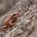 Image of Chari's bush frog