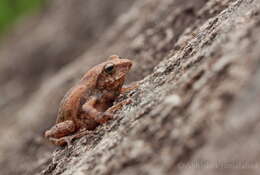 Plancia ëd Raorchestes charius (Rao 1937)