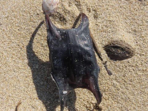 Image of Starry skate