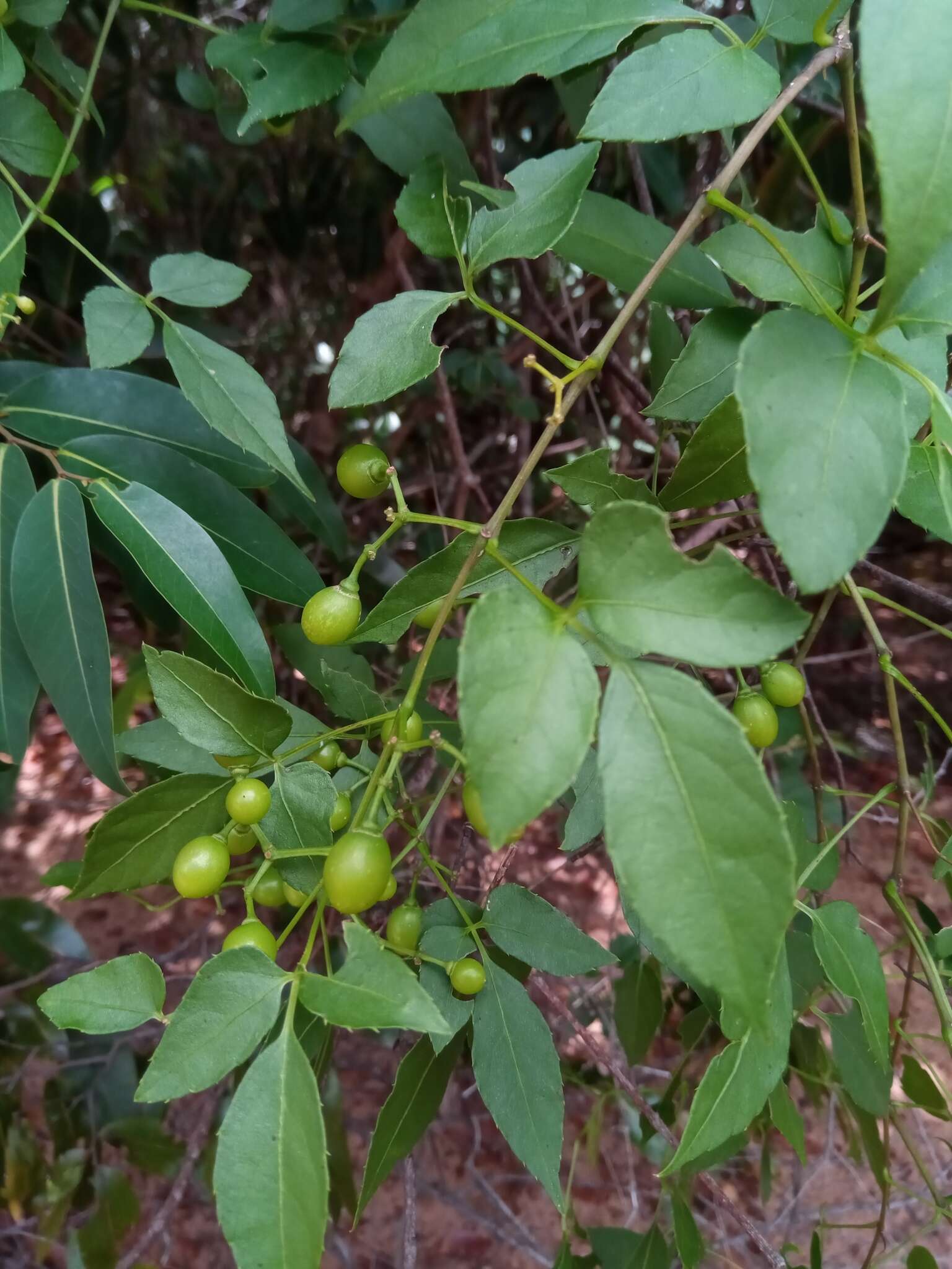 Image de Cissus ambongensis Descoings