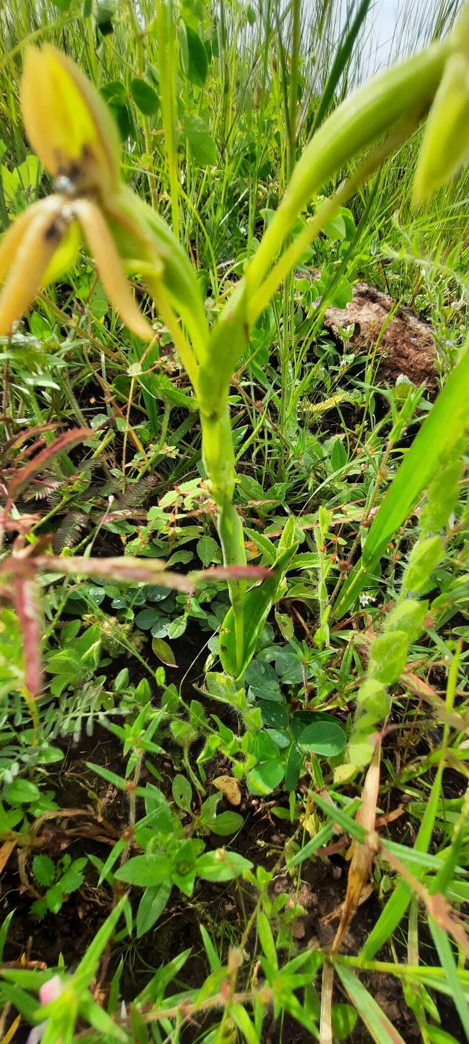 Image of Habenaria trifida Kunth