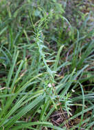 Слика од Epilobium tetragonum L.