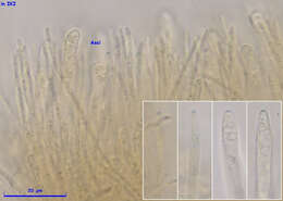 Image of Proliferodiscus pulveraceus (Alb. & Schwein.) Baral 1985