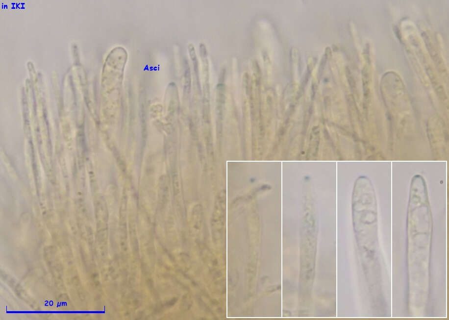 Image of Proliferodiscus pulveraceus (Alb. & Schwein.) Baral 1985