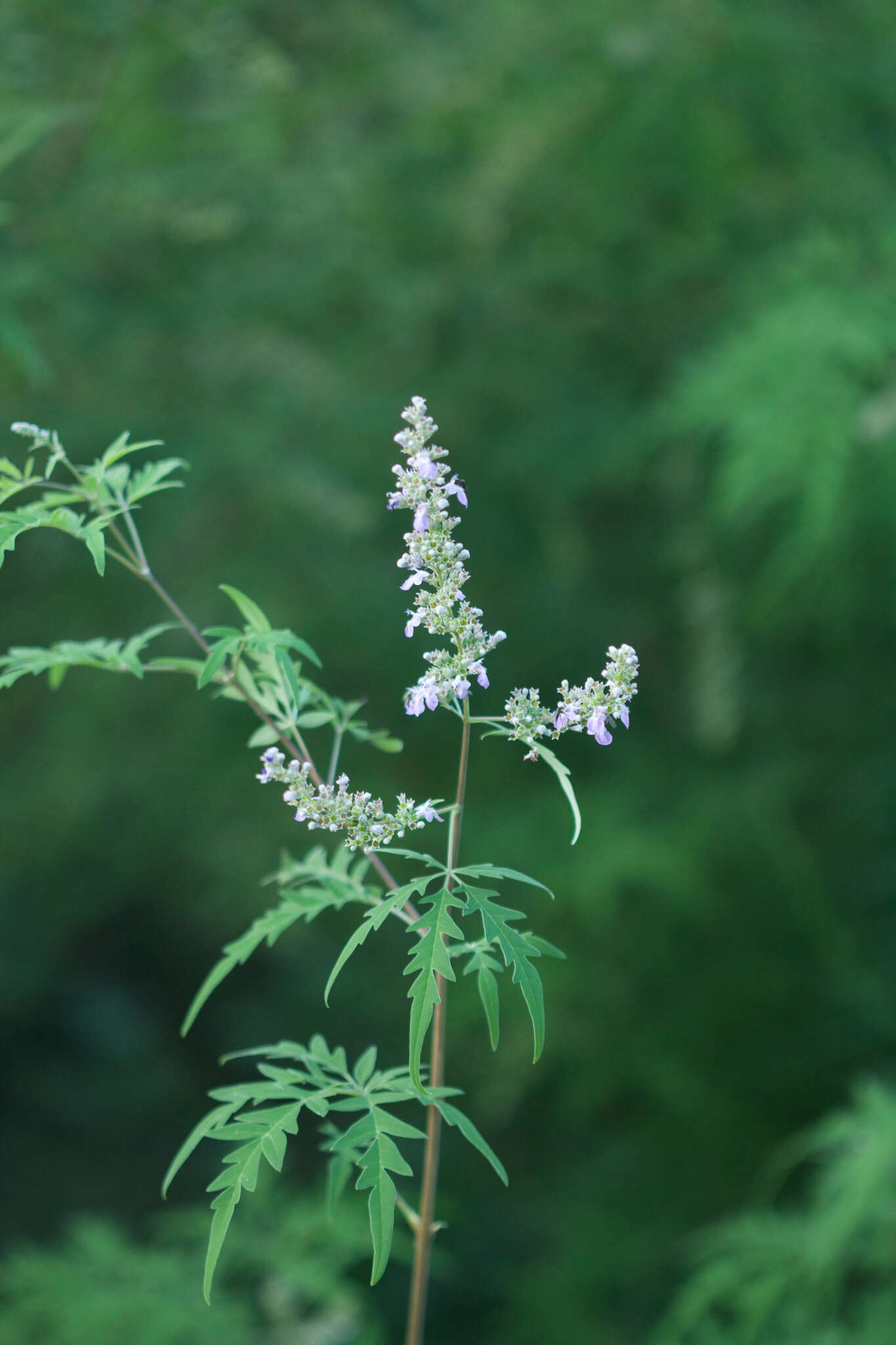 Image of Chinese chastetree