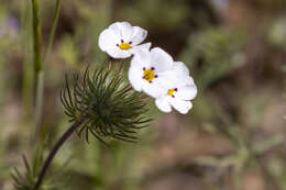 Image of mustang clover